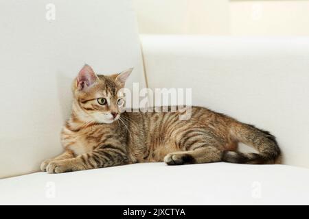 Domestic cat.  Tabby kitten resting on a couch. Germany Stock Photo