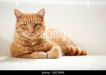 Domestic cat.. A tabby adult cat resting on a couch. Germany Stock Photo