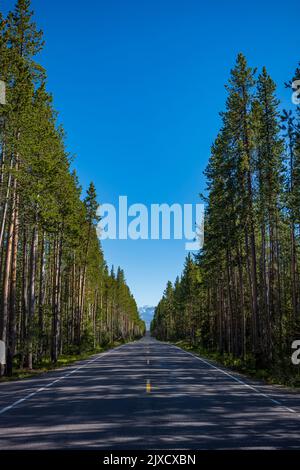 Pine trees that border both sides of a two-lane country road at Yellowstone National Park cast their shadows across it in the late afternoon during a Stock Photo