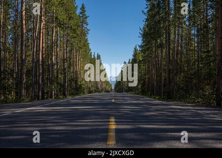 Pine trees that border both sides of a two-lane country road at Yellowstone National Park cast their shadows across it in the late afternoon during a Stock Photo