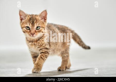 Domestic cat. A tabby kitten walks on parquet floor. Germany Stock Photo