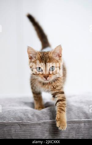 Domestic cat. A tabby kitten walks on a cushion. Germany Stock Photo