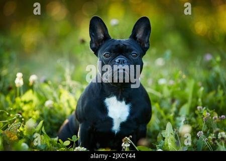 French Bulldog. Puppy sitting in a meadow. Germany Stock Photo