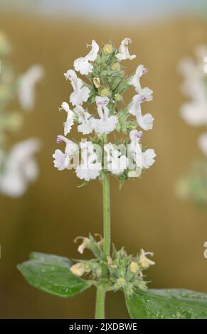 Cat-mint - Nepeta cataria Stock Photo