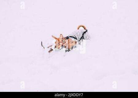 Error 404 Page Not Found Concept. Young Funny Dogs Red Brown Miniature Pinscher Pincher Min Pin Playing And Running Outdoor In Snow, Winter Season Stock Photo