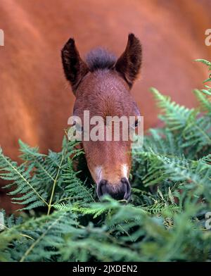 Free-ranging Dartmoor Pony. A foal stands in front of its mother's belly in tall bracken ferns. Dartmoor National Park, England Stock Photo