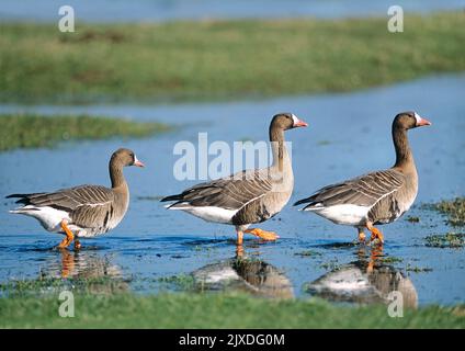 Eurasian White-fronted Goose (Anser albifrons). Three wintering adults walking through a wet meadow. At the Wash in Norfolk, England Stock Photo