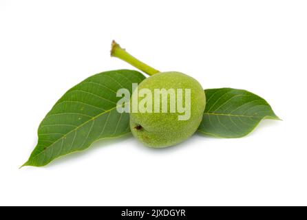 Green walnut isolated on white background Stock Photo