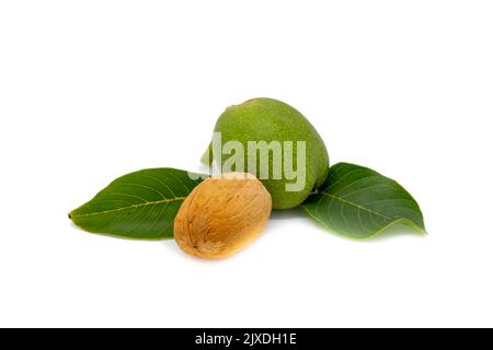 Ripe and Green Walnut Isolated on White Background Stock Photo