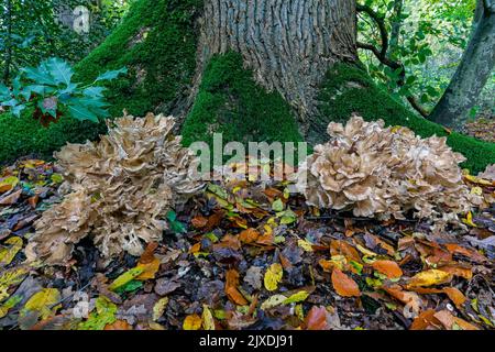 The Hen-Of-The-Woods (Grifola frondosa) is also known as Rams Head, Sheeps Head and under the Japanese name Maitake. Germany Stock Photo