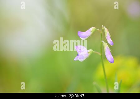 Slender Tare - Ervilia parviflora Stock Photo