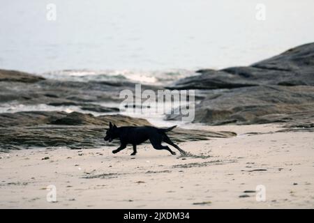 Dog on the beach and playing in the water Stock Photo
