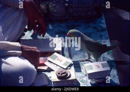 Fortune Teller, Parrot, Stock Photo