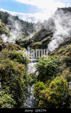 Steam drifting from some of the hot springs in the Wairakei Natural Thermal Valley which is off the Thermal Explorer Highway (State Highway 5) between Stock Photo