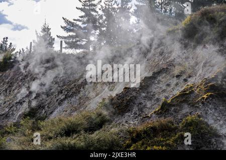 Steam drifting from some of the hot springs in the Wairakei Natural Thermal Valley which is off the Thermal Explorer Highway (State Highway 5) between Stock Photo