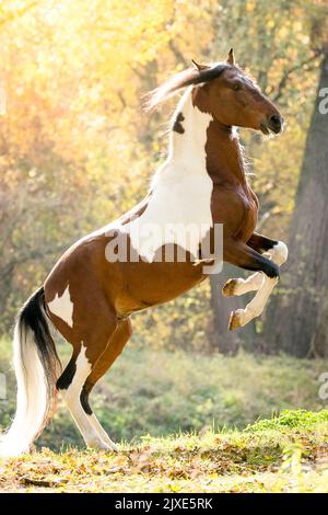 Paso Fino. Skewbald stallion rearing in autumn. Germany. Stock Photo
