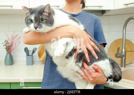 Lazy fat cat in the hands of the woman. The cat has problems with obesity Stock Photo