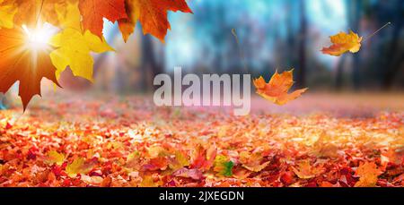 Falling maple leaves in the city park with sunbeam at sunset. Stock Photo