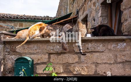 Group of cats from back with their tails hanging on stone wall Stock Photo