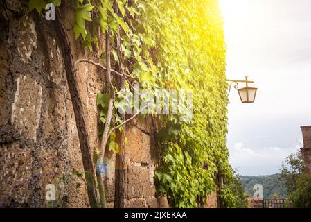 Stone wall covered with ivy in medieval town in Tuscany, Italy Stock Photo