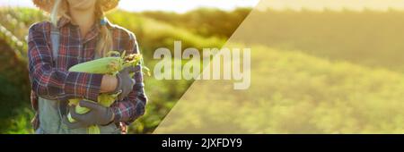 Woman gardener gathers corn in the summer garden. Collection of vegetables on the farm. healthy organic food Stock Photo