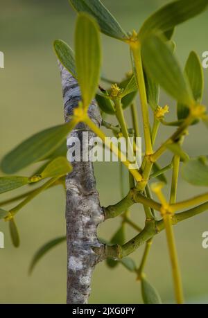 Mistletoe: Viscum album.  A hemiparasite. Haustoria entering host plant. Stock Photo