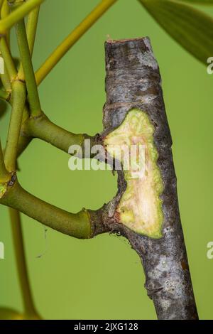 Mistletoe: Viscum album. A hemiparasite. Haustoria entering host plant ...