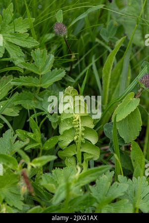 Fern: Moonwort (Botrychium lunaria). Swiss Alps. Stock Photo