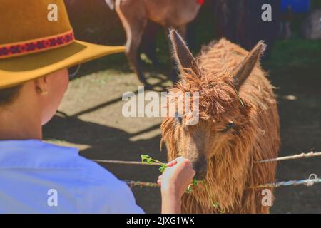 Young tourist takes selfies of alpacas and llamas on the farm. Farming industry in Peru. Feeding alpacas. Farm life concept. Stock Photo