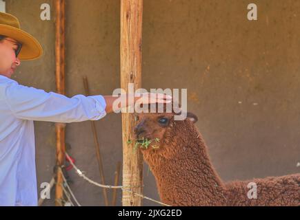 Young tourist takes selfies of alpacas and llamas on the farm. Farming industry in Peru. Feeding alpacas. Farm life concept. Stock Photo