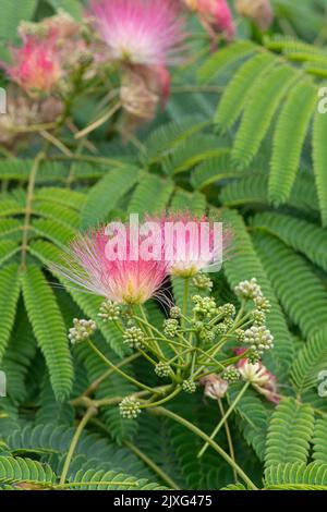 Powder Puff Plant: Calliandra sp. Stock Photo