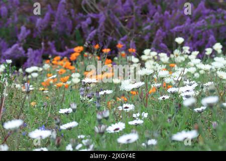 Fields of flowers in spring time. Blooming daisies in the Kirstenbosch Botanical Garden in Cape Town South Africa Stock Photo