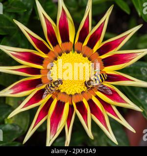 Two hoverfly flies sit on a gazania flower. View from above. Stock Photo