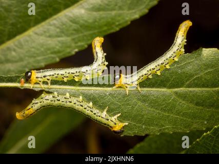 Gregarious caterpillars of the sawfy species, Nematus miliaris, eating Willow leaves Stock Photo