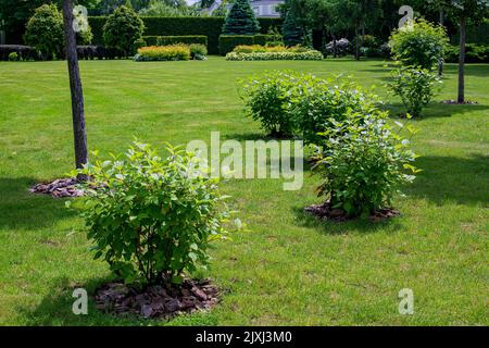 green deciduous bushes with mulching in backyard garden bed, landscaped park with mulching plants and meadow lawn in summer park with different plants Stock Photo