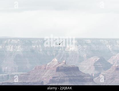 The mesmerizing view of an eagle flying over Grand Canyon in Arizona Stock Photo