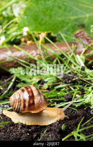 The beautiful garden snail Helix pomatia crawls on the ground in the grass. Stock Photo