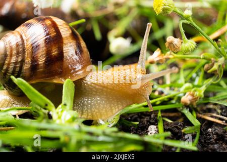 Helix pomatia large grape snail leisurely crawls on the grass. Stock Photo
