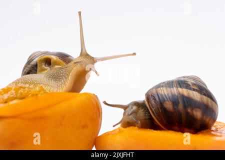 Two large grape garden snails Helix pomatia sit on apricots and eat. Stock Photo