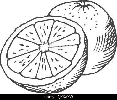 Half cutted citrus engraving. Juicy orange drawing Stock Vector