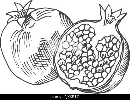 Pomegranate engraving. Whole fruit and half cut Stock Vector