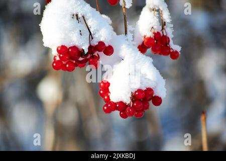 Frozen red berry under the snow on the tree branch in the winter forest. Seasonal winter food for birds Stock Photo