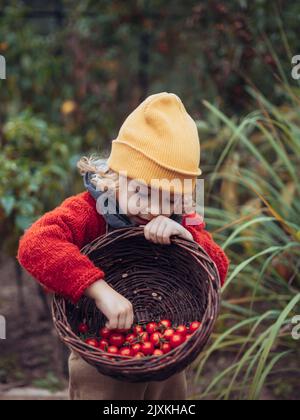 Little girl harvesting bio tomatoes in her basket in family greenhouse. Autumn atmosphere. Stock Photo