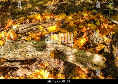 Maple leaves on a tree log at autumn Stock Photo