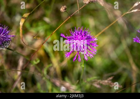 Purple flower of Centaurea scabiosa L. or Greater Knapweed, close up Stock Photo