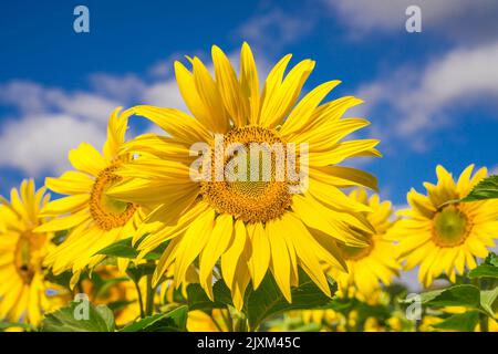 Close up of bright yellow sunflower head growing in a field of sunflowers in summer sunshine with blue sky background. Two bees sitting on the flower. Stock Photo