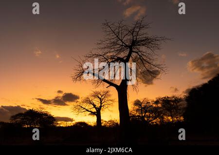 Sunset silhouettes Baobabs on the banks of the Great Ruaha River. These ancient giants dwarf most of the other trees growing along the riverbank Stock Photo