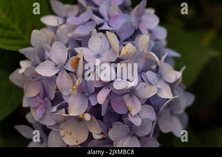A closeup of a purple French hydrangea with some deciduous spots on its petals Stock Photo