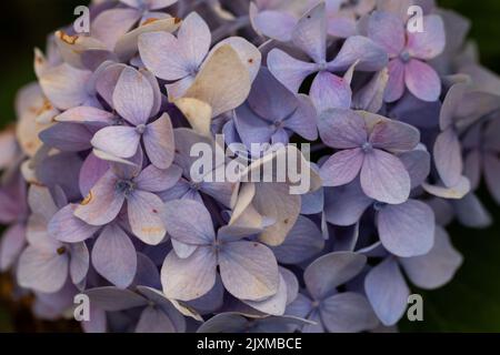 The beautiful petals of lavender French hydrangea with small spots of damage on them Stock Photo