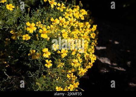 Tagetes tenuifolia 'Lemon Gem' signet marigold flowers. Stock Photo